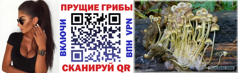 Галлюциногенные грибы мицелий Межгорье